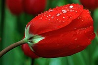 Hoa đỏ (Bài đọc hiểu tiếng Việt lớp 5 - đề số 22)